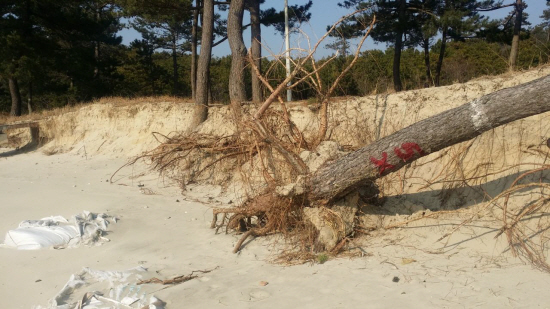 신안 다도해 섬 곳곳이 바다모래 유실과 해안 침식으로 훼손되고 있다.